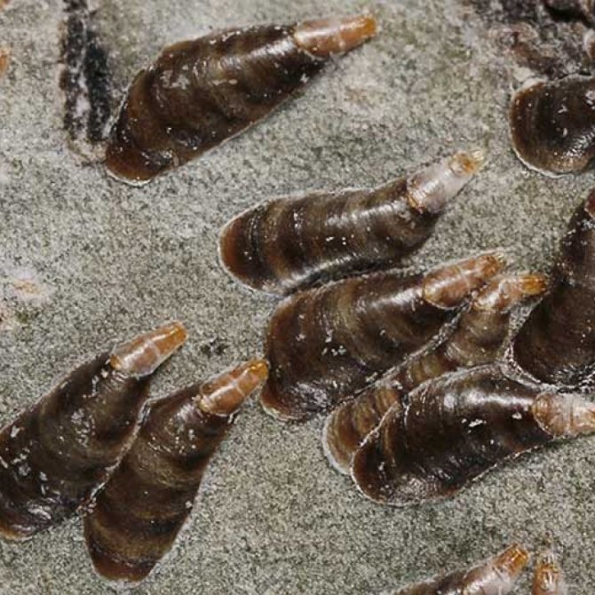 How to get rid of the scale insect. Pest classification and photos