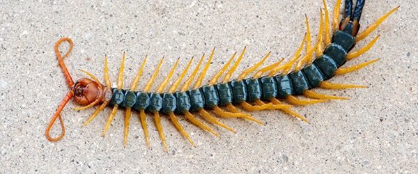 How to get rid of scolopendra in an apartment