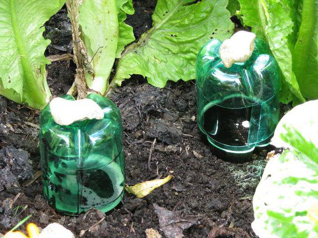 how to get rid of slugs on cabbage reviews