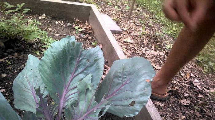 how to get rid of slugs on cabbage with vinegar