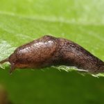 how to get rid of slugs in the house and basement