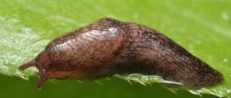 how to get rid of slugs in the house and basement