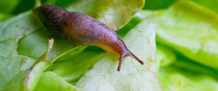 how to get rid of slugs in the country