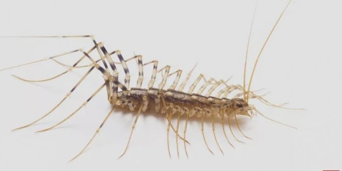 Cum să scapi de centipede într-o casă privată în 13 moduri
