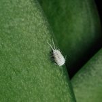 How to get rid of aphids on orchids