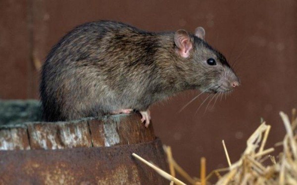 How to get rid of an earthen rat in the garden