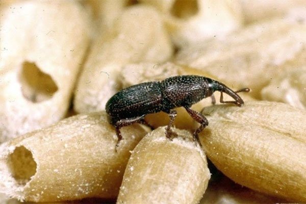 Cara menghilangkan kumbang gandum: penerangan mengenai kaedah perosak dan kaedah kawalan yang berkesan