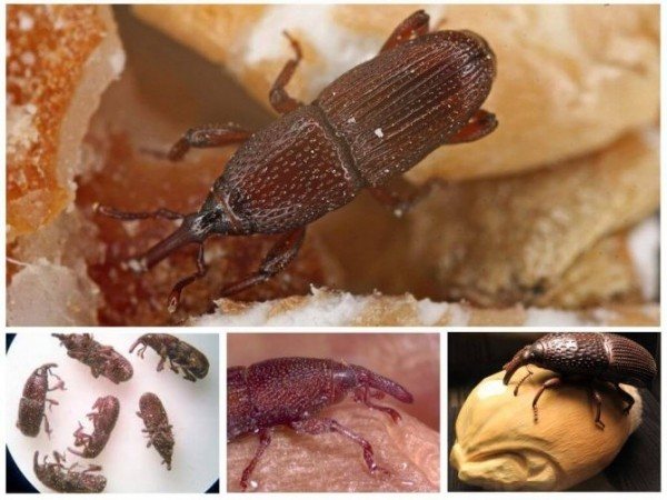 Wie man einen Kornkäfer loswird: eine Beschreibung des Schädlings und wirksame Bekämpfungsmethoden