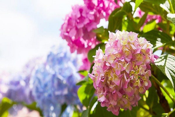 cum se schimbă culoarea florilor hortensiei