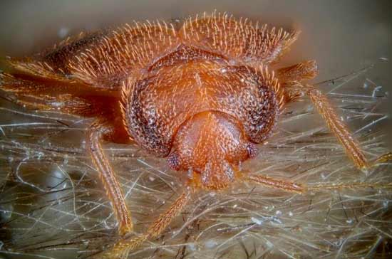 Paano kumagat ang mga bedbugs sa isang tao: larawan