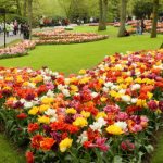 How beautiful to plant tulips