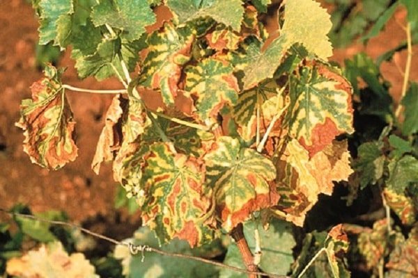 Cara merawat klorosis pada anggur dengan vitriol besi, apa yang harus dilakukan dan bagaimana prosesnya