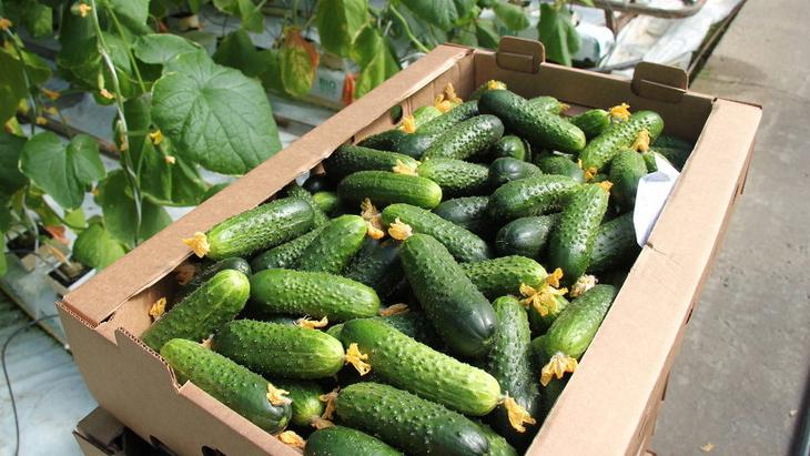 How best to store fresh cucumbers