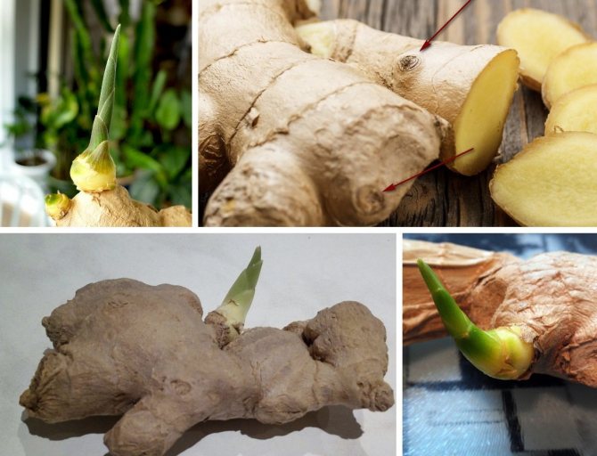 How can ginger root germinate?