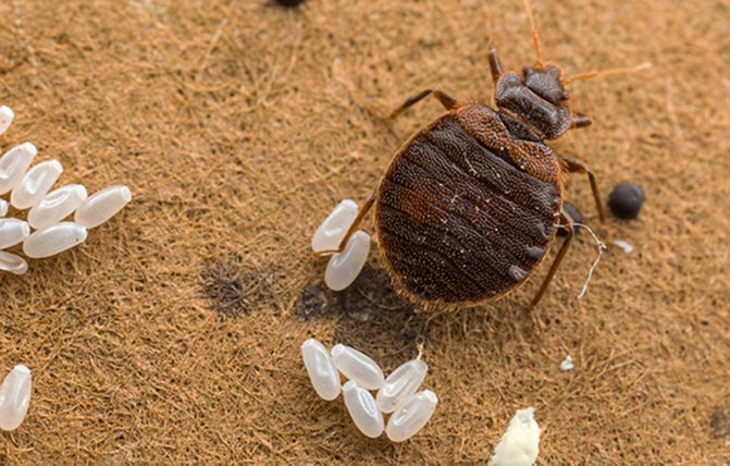 Cum poți să omoare bug-urile de pat, precum și ouăle lor