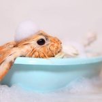 Как се измива и къпе заек