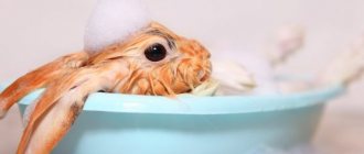 Как се измива и къпе заек
