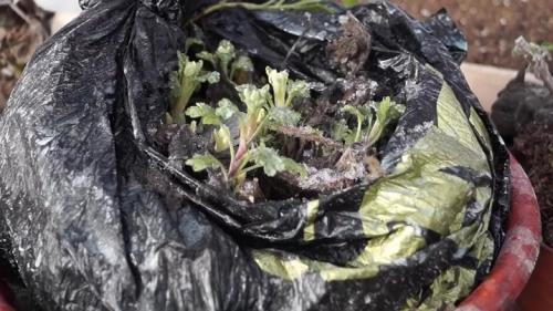 Jak ukrýt chryzantémy na zimu. Péče o chryzantémy na podzim 09
