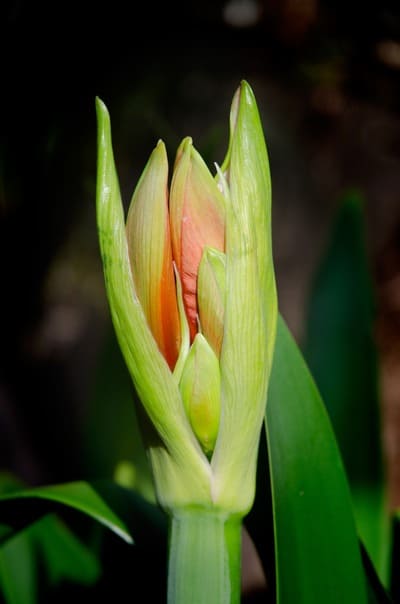 How amaryllis begins to bloom
