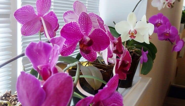 Hur orkidén börjar blomstra