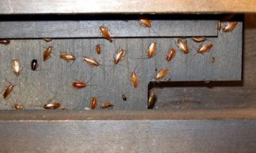 Hur man hittar en koppling av kackerlackor. Hus i ett hus. Var finns kackerlackabo?