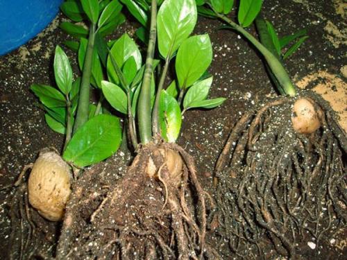 كيف تنمو الجذور في zamiokulkas. طرق تربية Zamiokulkas في المنزل