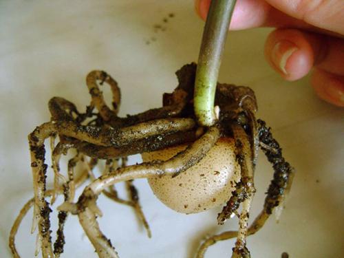 Cum să crești rădăcini de zamiokulkas. Metode de reproducere Zamiokulkas acasă