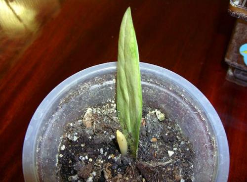 Jak pěstovat kořeny zamiokulkas. Zamiokulkas metody chovu doma