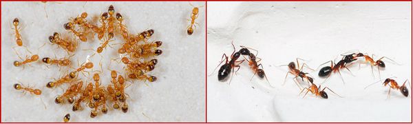 Cara menghilangkan semut merah secara kekal di sebuah pangsapuri, cara yang tersedia untuk memerangi mereka