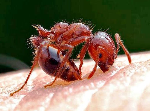 How to permanently get rid of red ants in an apartment, available means to combat them