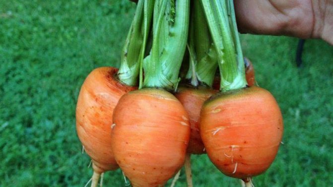 Какво е името на сорта мини моркови