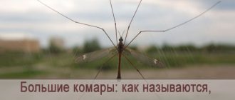 Как се наричат ​​големите комари, хапят ли?
