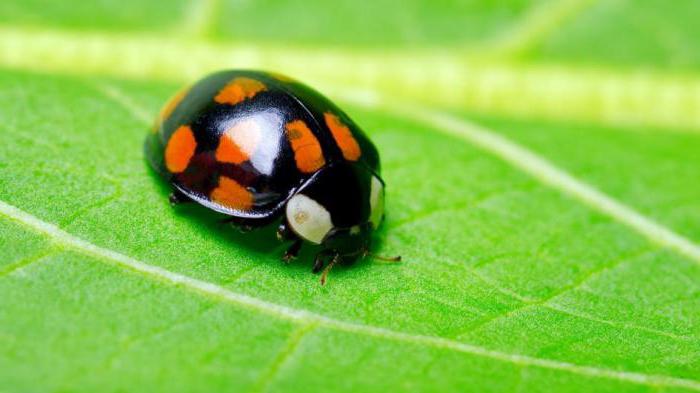Как се наричат ​​червените бръмбари с черни точки?