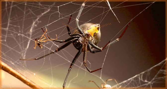 как да не се страхуваш от паяци