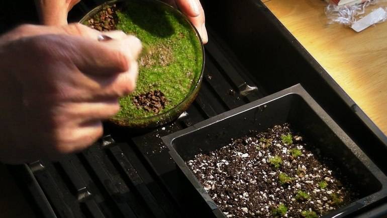 How to germinate fern spores.