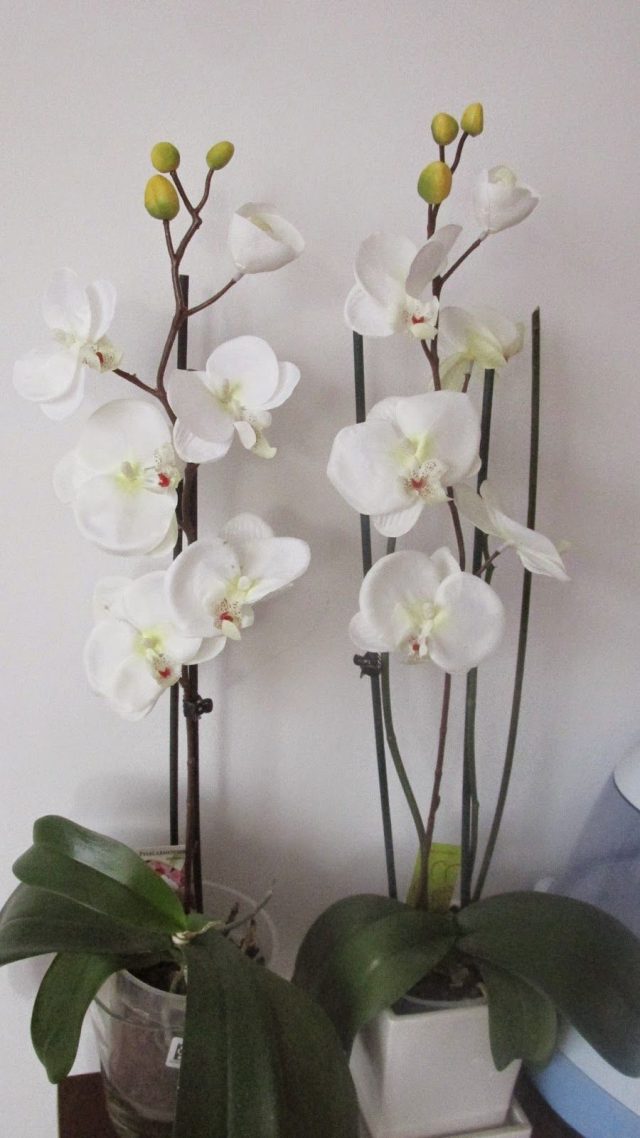Jak se starat o kvetoucí orchidej tak, aby kvetla co nejdéle