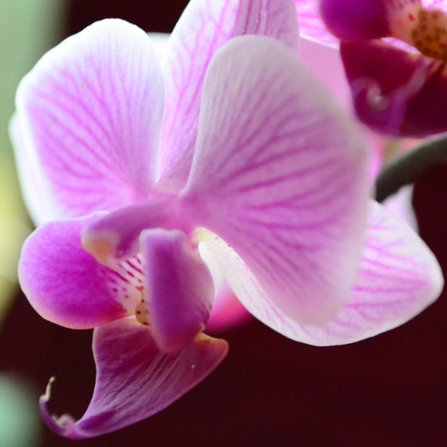 Как да се грижим за цъфтяща орхидея, така че да цъфти възможно най-дълго