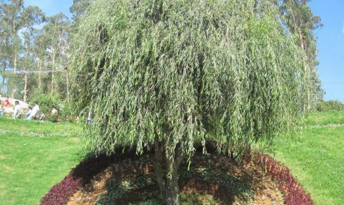 How to refine your garden with globular willow trees?
