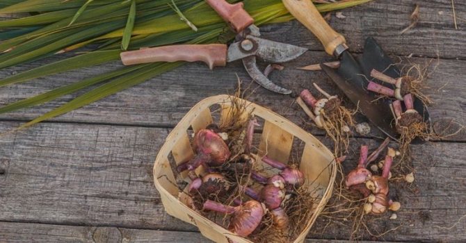 How to handle gladioli after digging