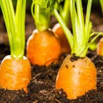 How to process carrot seeds for crops to sprout quickly