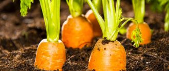 Cum se procesează semințele de morcov pentru ca culturile să încolțească rapid
