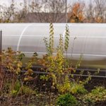 Jak zpracovat skleník na podzim po sklizni