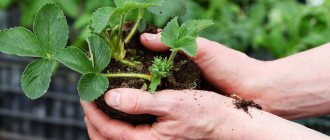 Hur man behandlar en jordgubb mustasch innan plantering