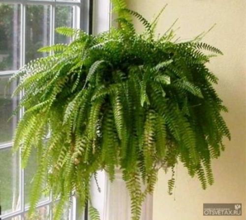 How to prune your home fern. Problems of growing a fern at home