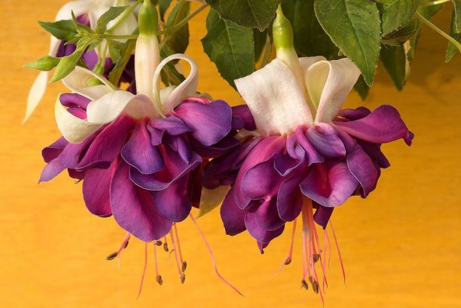How to prune fuchsia for the winter