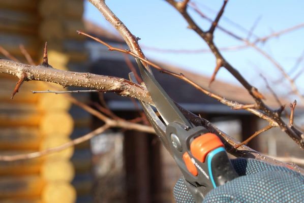 how to prune a pear in autumn