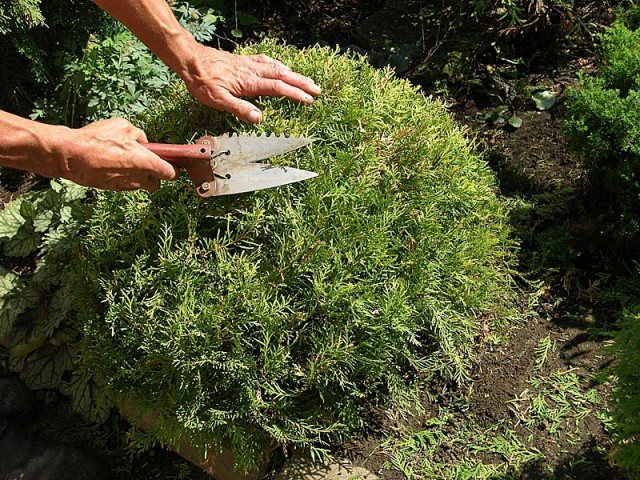 How to cut and shape thuja in spring and autumn: timing and scheme