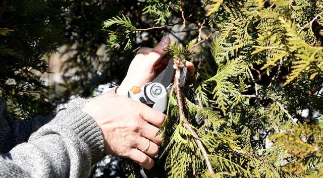 How to cut and shape thuja in spring and autumn: timing and scheme