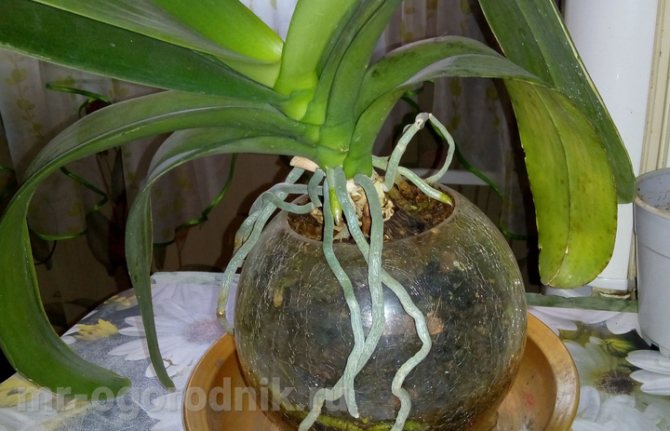 Cum să tundeți o orhidee phalaenopsis pentru a întineri