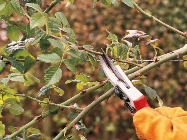 How to cut a climbing rose in spring: important nuances step by step instructions